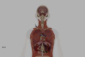 Ellen R Greenberg Autopsy Computer Model Back Anatomy with Knives