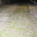 Brush area along Ocean Parkway. where remains were recovered (easterly view)