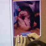 Menendez Murder Case Files