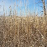 Shannan Gilbert Marsh